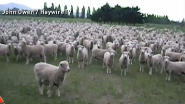 VIDEO: These New Zealand Sheep Love a Good Protest
