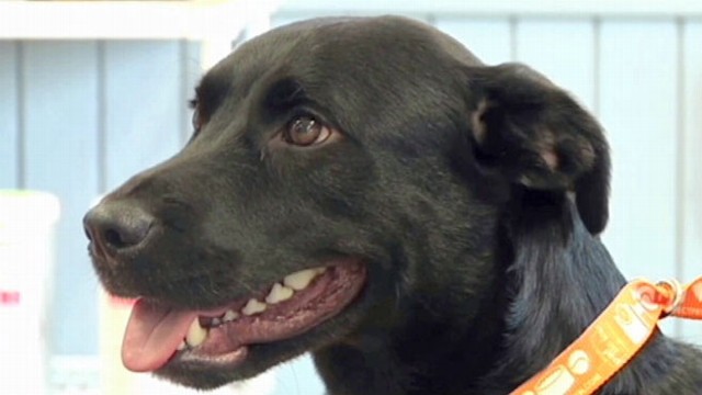 VIDEO: Dog Travels 500 Miles Home to His Owner