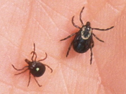 VIDEO: Can Lyme Disease Change Your Personality?