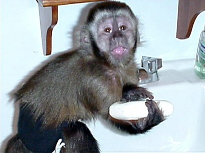 Is the adoption of baby monkeys legal in the United States?