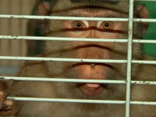 Watch: Pet Monkey Escapes Home, Terrorizes Florida Neighborhood