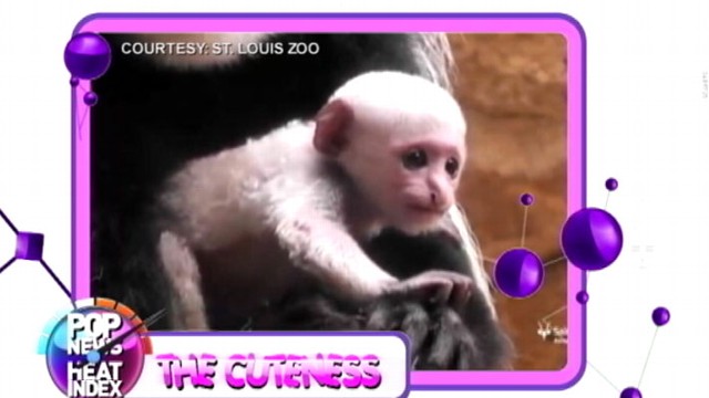 VIDEO: Kivuli, the cute baby colobus monkey can now be seen by visitors at the St. Louis Zoo.