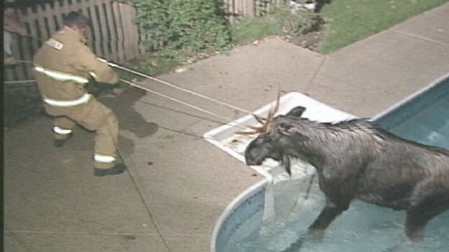 VIDEO: Moose rescued after wandering into a swimming pool.