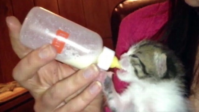VIDEO: A blog has documented the orphaned kitten every miracle step back to life.