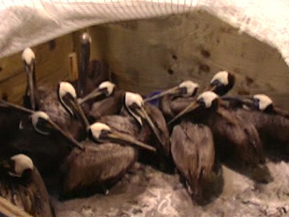 VIDEO: Washing the Birds