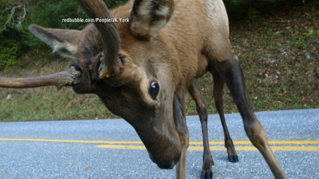 VIDEO: North Carolina photographer had a close encounter with an elk that was looking to lock horns.