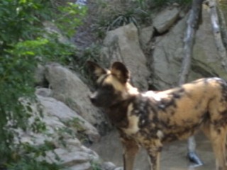 Watch: Toddler at Pittsburgh Zoo Killed in Painted Dog Exhibit