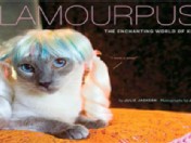 VIDEO: New You Missed: Kitty Wigs and More  