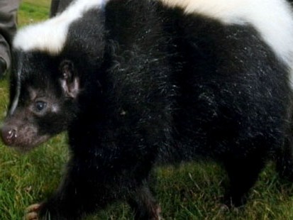 VIDEO: Bill Weir brings you unusual stories, including a bacon-loving pet skunk.