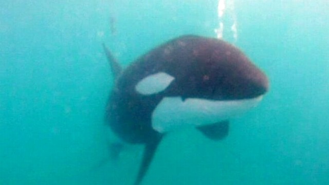 VIDEO: Rescuers Free Tangled Orca Whale