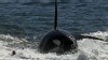 VIDEO: Whale Kills Shark, Setting Biology on Its Ear