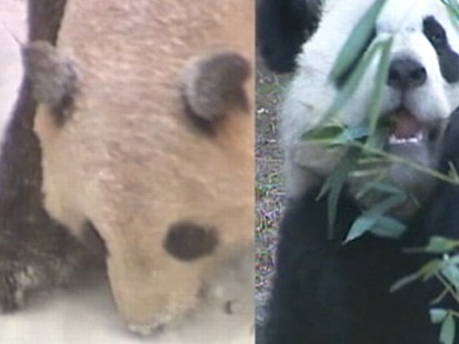 VIDEO: Pandas Fly Back to China