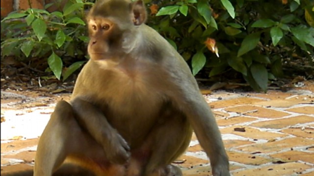 VIDEO: Steve Osunsami reports on the missing monkey with a growing fan following.