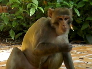 Watch: 'Mystery Monkey' Caught After Three Years