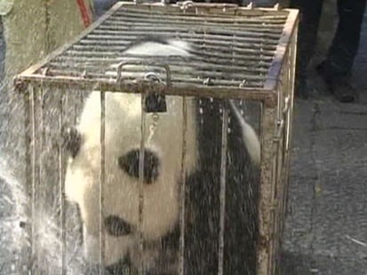 Panda