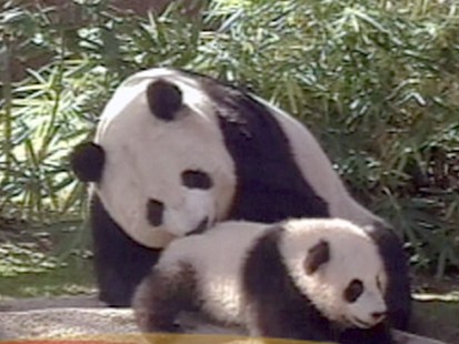 VIDEO: Should We Let the Pandas Die?