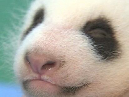 VIDEO: Baby Panda Makes His Public Debut
