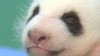 VIDEO: Baby Panda Makes His Public Debut