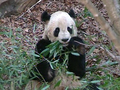 VIDEO; Giant Panda Tai Shan Will Leave the National Zoo for China Early Next Year