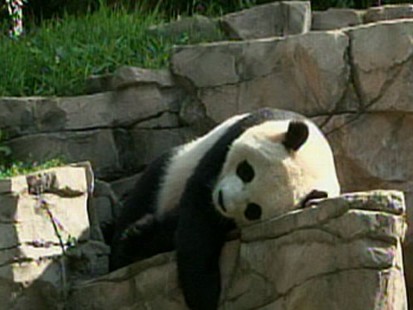 VIDEO: Giant Panda Tai Shan Will Leave the National Zoo for China Early Next Year