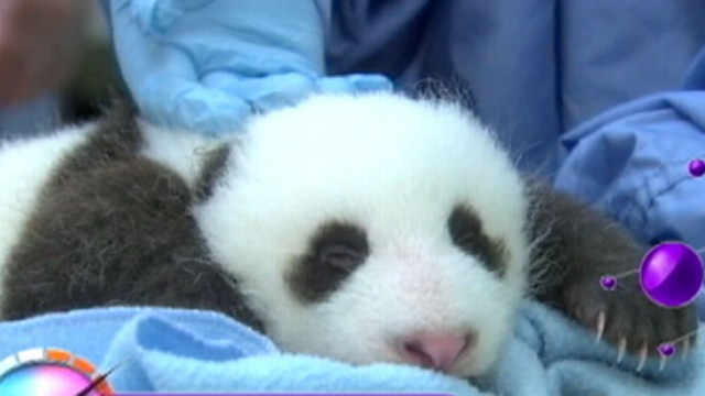 VIDEO: The newborn panda has no name, but the zoo will take suggestions.