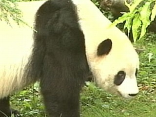Watch: National Zoo's Newborn Panda Cub