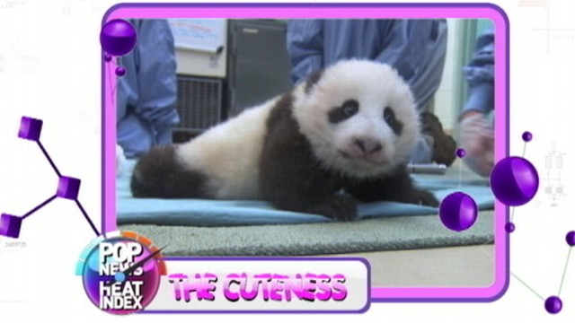 VIDEO: Lara Spencer shares cute video of baby animal starting to walk.