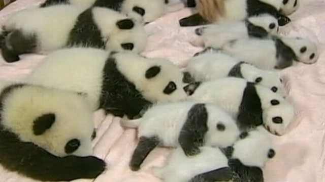 VIDEO: 14 Pandas in a Crib