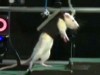 VIDEO: New studies lead to a breakthrough in treating and possibly curing paralysis.