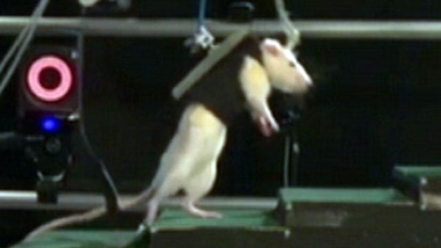 Paralyzed Rats Walking Again Video - Abc News