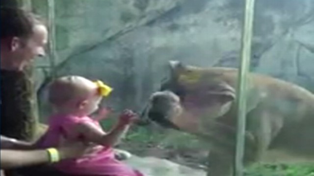 Watch what happens when a lion meets two babies at the Kansas City Zoo.