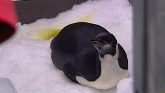VIDEO: The 10-month-old penguin arrived in New Zealand after he seemingly lost his way.