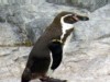 VIDEO: Penguin no. 337 is back in its enclosure after escaping back in March.