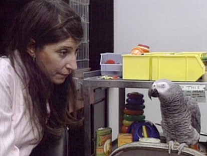 A picture of Dr. Irene Pepperberg and Alex the parrot.