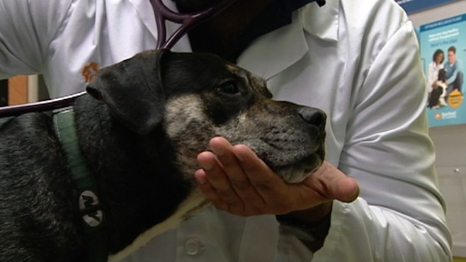 VIDEO: Andrea Canning looks at an epidemic that is shaving years of U.S. pets' lives.