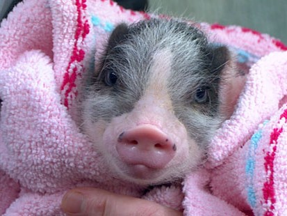 VIDEO: Mini-Pigs are the new pet trend