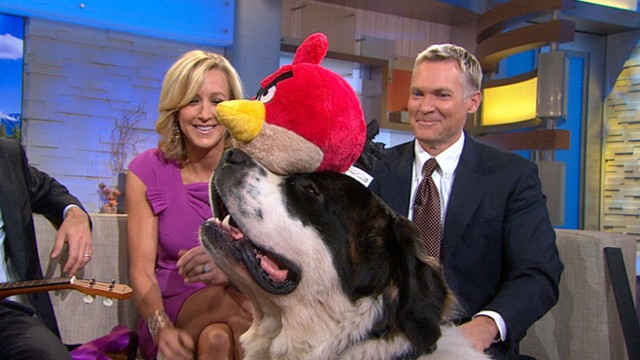 VIDEO: YouTubes Jub Jub the dog shows off his balancing skills in live on "GMA."