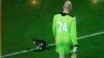 VIDEO: Cat on the Field During English Soccer Match