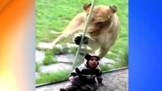 VIDEO: Jack and Heather Baltzor filmed a lion batting at glass when he saw their son.