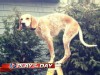 VIDEO: Maddie's owner posts photos of her balancing all across the U.S.