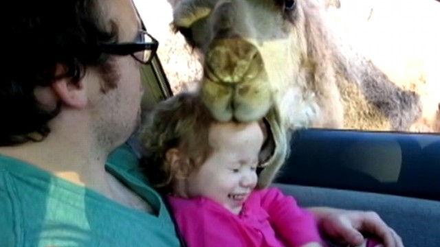VIDEO: A bad camels naughty behavior at a drive-thru zoo was caught on tape.