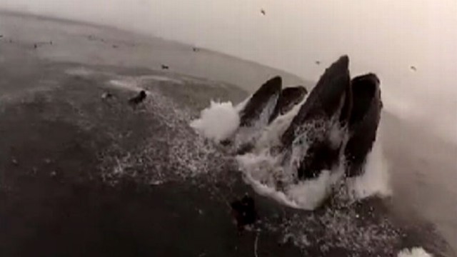 VIDEO: Divers Almost Swallowed By Whales