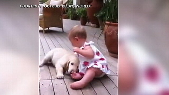 Puppy Is Really Excited to See Baby