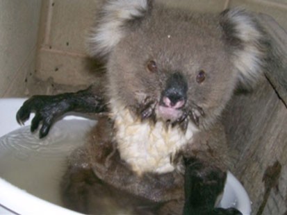 VIDEO: A baby koala in a pail of water.