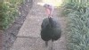 VIDEO: Turkey Shows up at Thanksgiving Dinner