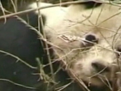VIDEO: Villagers manage to lure the animal off the ledge with a banana.