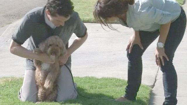 VIDEO: American Kennel Club reports dog theft cases jumped almost 50 percent this year.