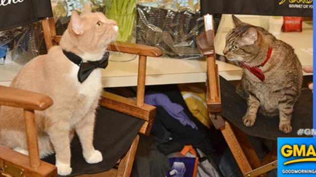 VIDEO: Breakfast at Tiffanys Broadway Play Has Backstage Cat Drama