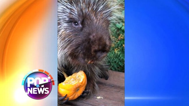 VIDEO: Porcupine Devours His Baby Pumpkin