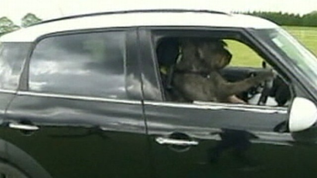 VIDEO: A program funded by the SPCA is teaching some rescue dogs how to drive retrofitted cars.